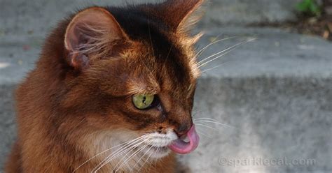 Sunday Funday Outtakes Summers Fabulous Cat Life