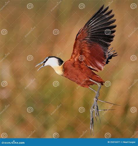 African Jacana Actophilornis Africanus Wader Bird From Botswana Bird