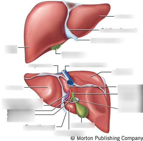 Digestive System Labeling Accessory Organs Diagram Quizlet