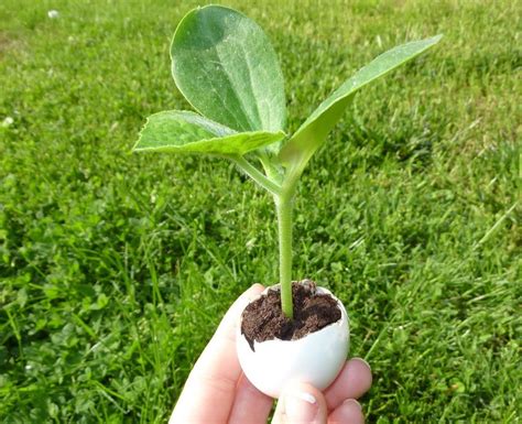 How To Grow A Pumpkin Seed Storables