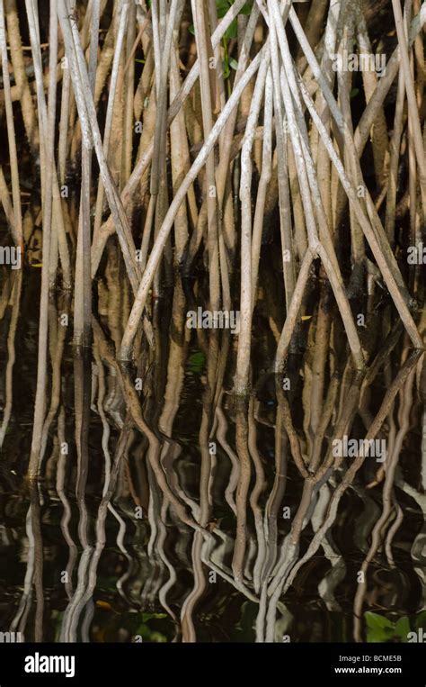 Red Mangrove Prop Roots Rhizophora Mangle Growing Along The Saint Lucie