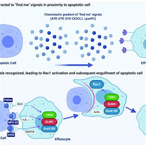 Pdf Role Of Apoptotic Cell Clearance In Pneumonia And Inflammatory