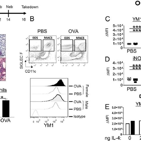 Sex Specific Alveolar Macrophage Polarization In Vivo Following Ova