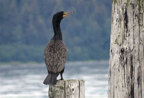 Birds Of Alaska