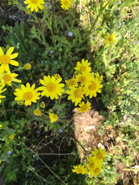 Observation Senecio Vernalis Waldst Kit Erhard Grom Apr 19 2023