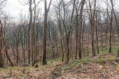 Arboles Talados Concepto De Deforestaci N Trozos Troncos Y Ramas De