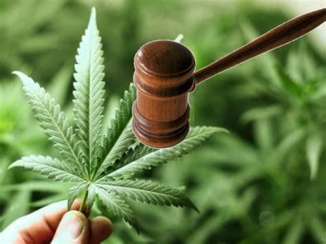 Suprema Corte Invalida Prohibición En El Consumo Lúdico De La Marihuana Infopolitano