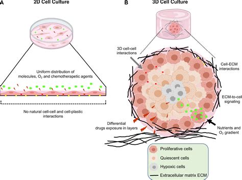 Frontiers Three Dimensional 3d Culture Models In Gynecological And