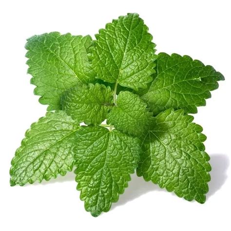 Buy Lemon Balm Seeds (10 Seeds) - Rs.25/- sale online India