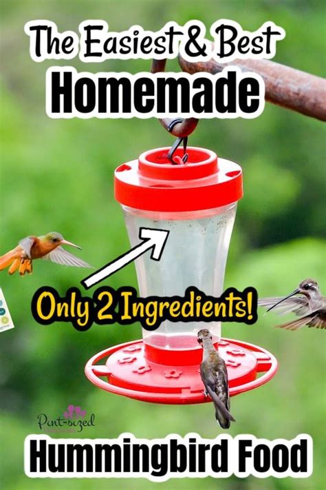 Hummingbird Feeder Recipe Homemade Hummingbird Nectar Homemade