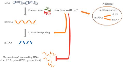 Ijms Free Full Text Microrna In Control Of Gene Expression An Overview Of Nuclear Functions