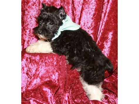 3 Beautiful Black Andwhite Parti Miniature Schnauzers For Sale Wichita