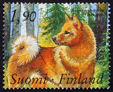 Finnish Dog Breed Yodels And Wins Barking Competitions