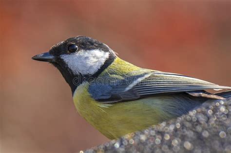 Parus Major Gran Tit Bird Closeup Imagen De Archivo Imagen De Grande