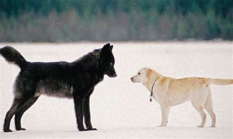 Romeo The Wolf A Black Wolf That Appeared In The Suburbs Of Juneau