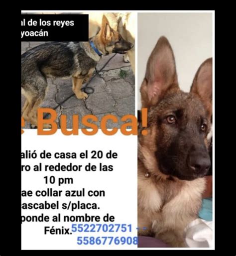 Beatriz Jauregui On Twitter Rt Hidra Perro Perdido Ayuda Por