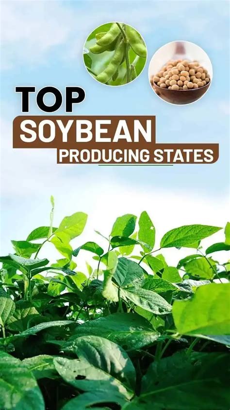 5 Biggest Soyabean Producing States In India