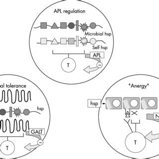 Three Mechanisms Of Anti Inflammatory T Cell Induction By Hsp Apl