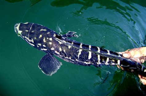 Snakehead Fish MegaFishingThailand