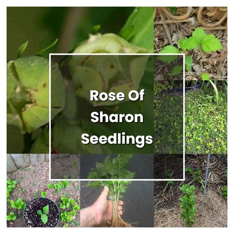 How To Grow Rose Of Sharon Seedlings Plant Care Tips NorwichGardener