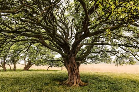 Comment Appelle T On Un Arbre Qui Perd Ses Feuilles En Hiver