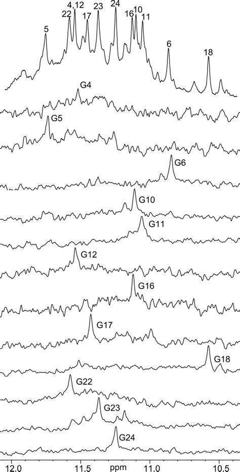 The Imino Proton Region With Assignment Of The D H Nmr Spectrum Of