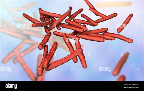 Leprosy Bacteria Computer Artwork Of Mycobacterium Leprae Bacteria The Gram Positive Rod