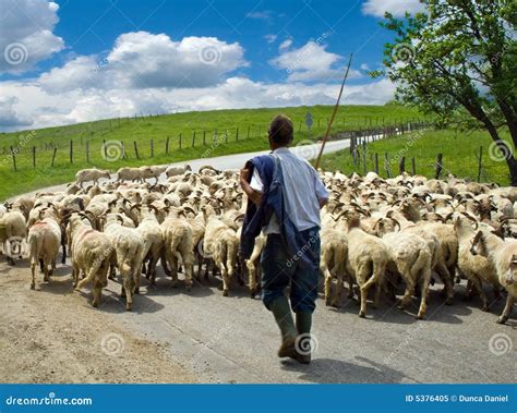 Berger Avec Son Troupeau De Moutons Image Stock Image Du Pays Ferme