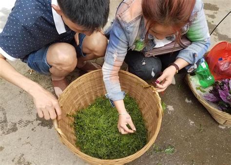 有一野树打雷时发的嫩芽很好吃 农民都叫“雷公菜” 你吃过吗雷公嫩芽农民新浪新闻