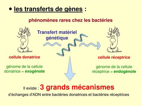 PPT SECTION 4 PARTIE GENETIQUE MICROBIENNE PowerPoint Presentation