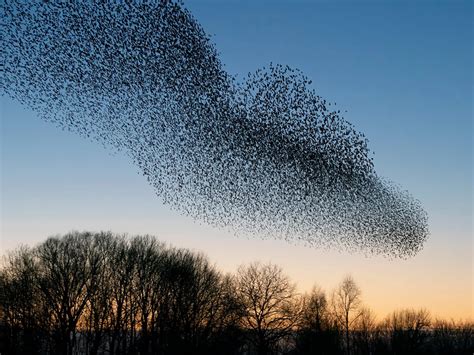 Starling Murmurations: A Complete Guide on this Phenomenon | Birdfact