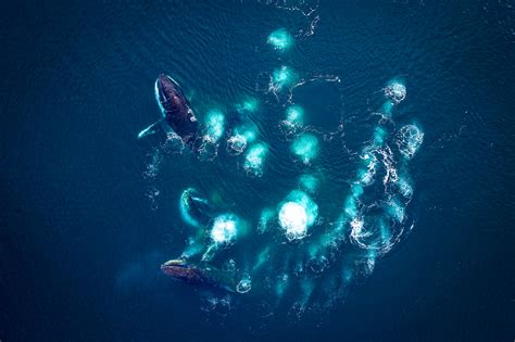 Mesmerizing Moment Humpback Whales Encircle And Trap Prey In