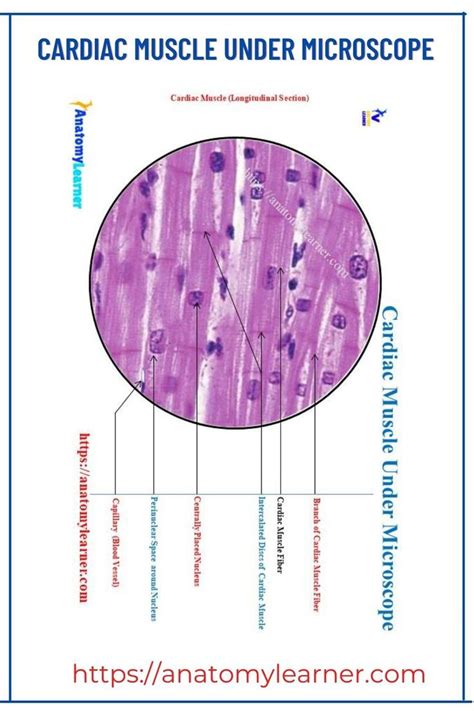 Cardiac Muscle Under Microscope Longitudinal Section Things Under A