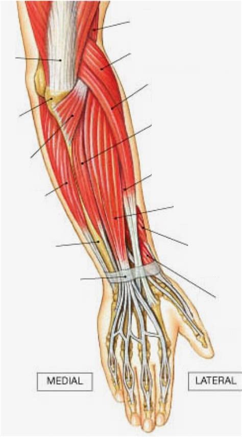 Posterior Arm muscles Diagram | Quizlet