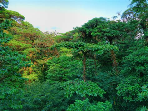 Monteverde Cloud Forest Reserve