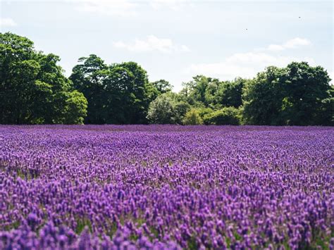 Images Gratuites Paysage La Nature Champ Prairie Fleur