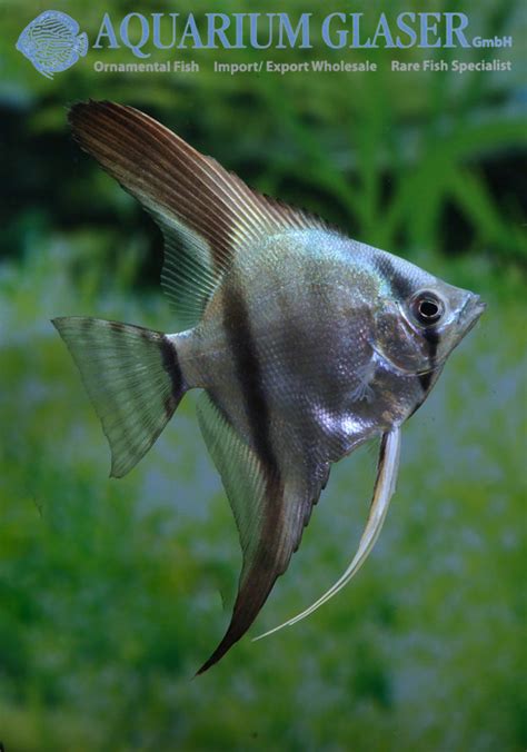 Pterophyllum Blauer Skalar 2023 Aquarium Glaser GmbH