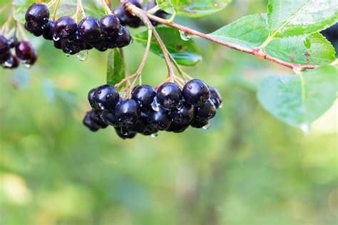 Cum S Prepari Suc De Aronia Acas Re Ete I Sfaturi Pentru O B Utur