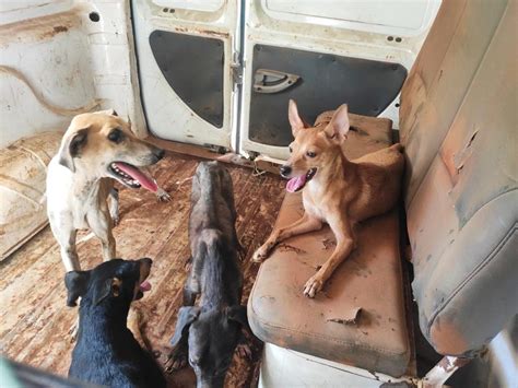 Sete cachorros em situação de abandono e maus tratos são resgatados em