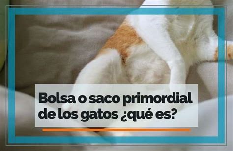 Bolsa O Saco Primordial De Los Gatos Qu Es Para Qu Sirve