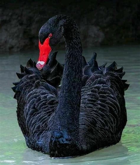 Two Black Swans Swimming In The Water With Their Heads Turned To Look