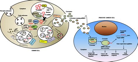 Schematic Representation Of Biogenesis Of Exosomes And Mirnas