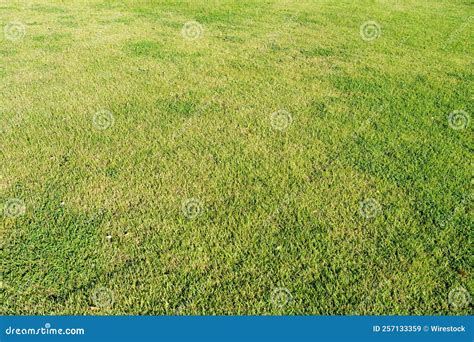 Natural Green Grass Background Texture Stock Image Image Of