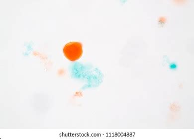 Germination Pollen Grain Stock Photos and Pictures - 190 Images | Shutterstock