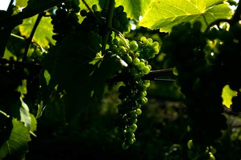 Sweden Is The New Frontier Of Winemaking Meet The Growers Profiting