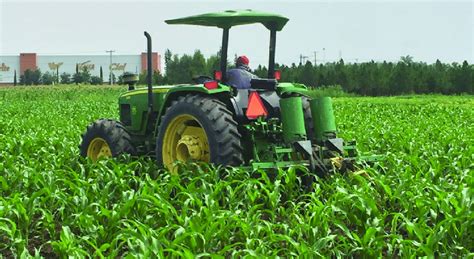 Aplicación De Fertilizante Granulado En La Segunda Escarda Del Cultivo