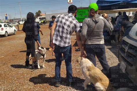 Vacunaron A Perros Contra La Rabia En Cruzada Por El Reciclaje