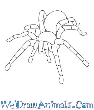 How to Draw a Tarantula