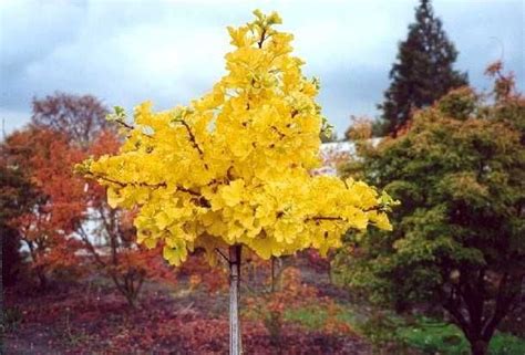 Ginkgo Biloba Mariken Trees To Plant Backyard Plants Garden Trees