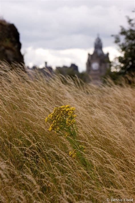 Long Grass Blowing In The Wind Dennis Flood Photography